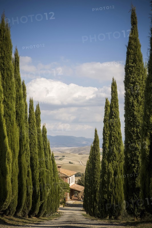 Cypress trees growing along rural road