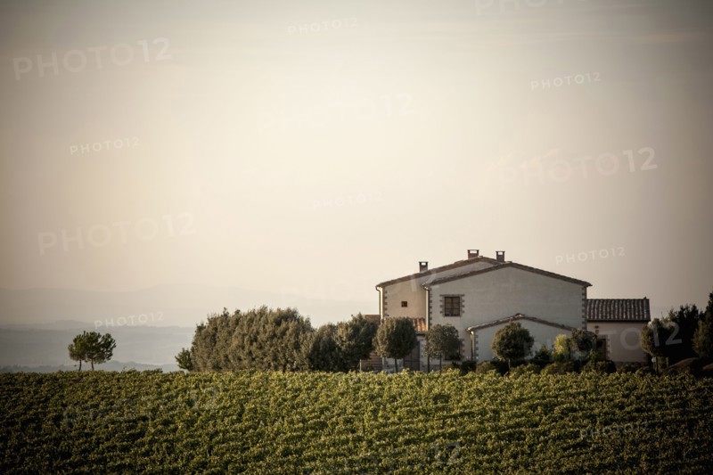 Vineyard and house in rural landscape