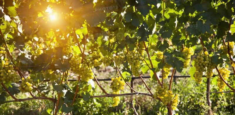 Sunbeams on vineyard