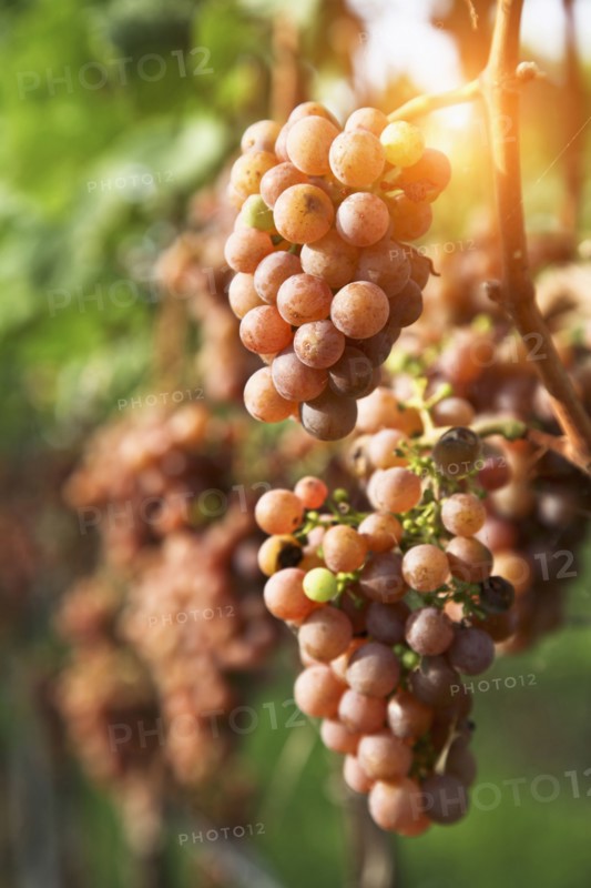 Close up of grapes in vineyard