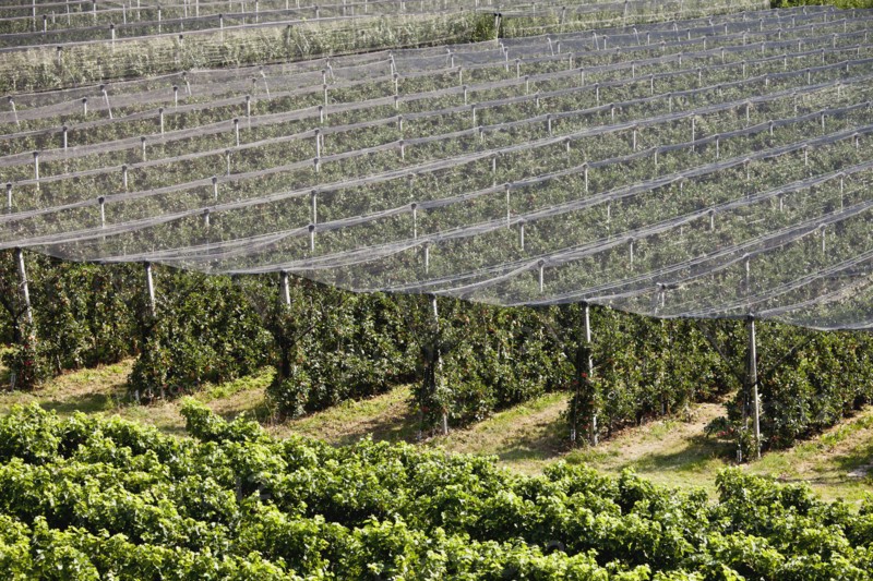 Netting on vineyard