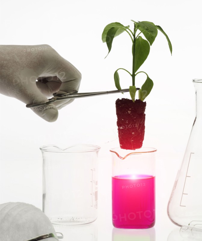 Caucasian scientist placing plant in pink liquid