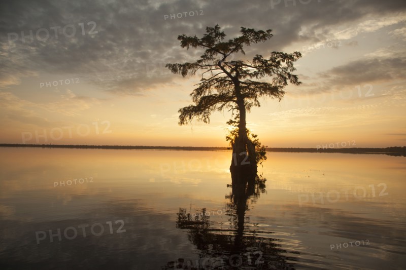 Reflection of tree in river at sunset