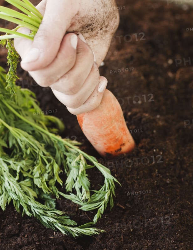 Woman pulling carrot from soil