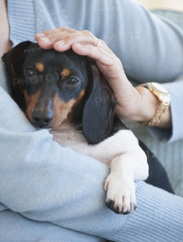 Close up of woman holding dachshund