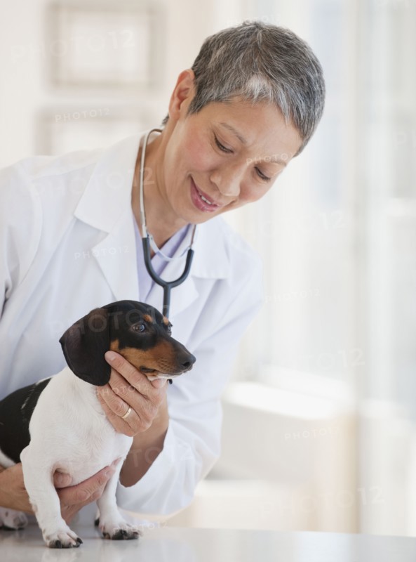 Chinese veterinarian examining dachshund