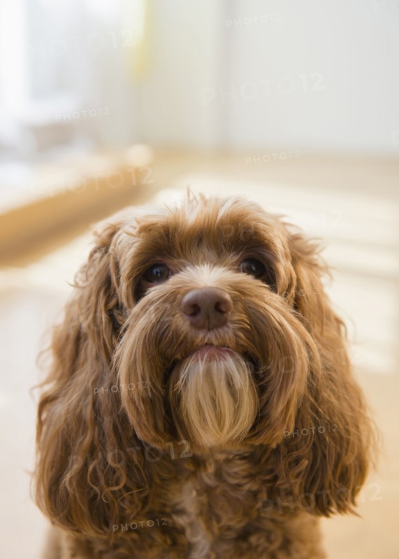 Close up of face of obedient dog