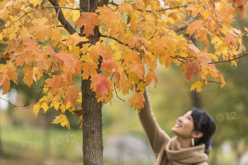 Asian woman reaching for autumn leaves in park