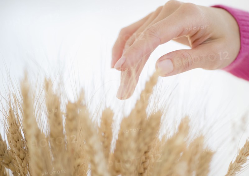Mixed race woman touching stalks of wheat