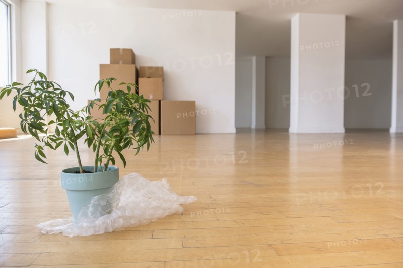Potted plant on bubble wrap with cardboard boxes in empty apartment