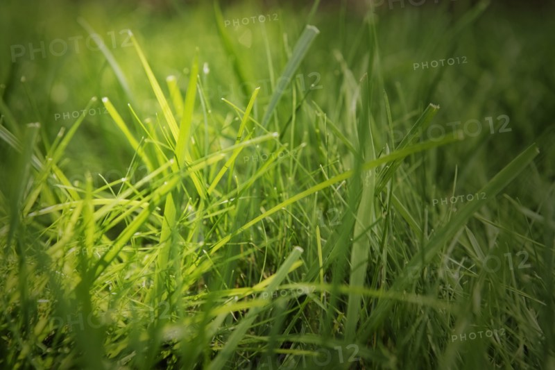 Close up of blades of grass