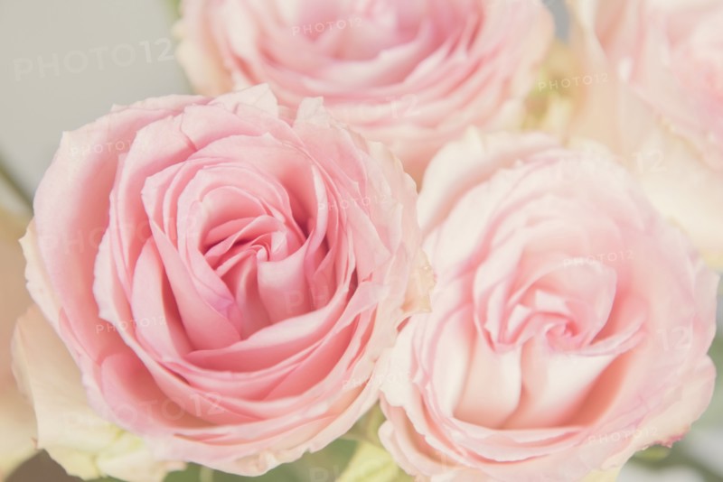 Pink roses