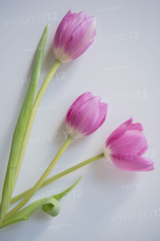 Three pink tulips