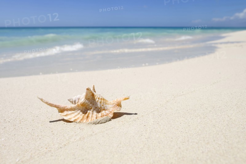 Seashell on ocean beach