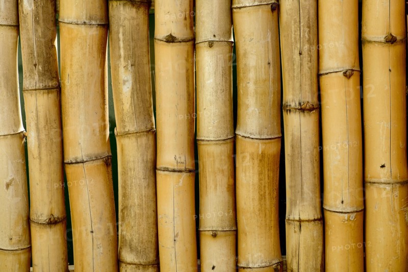 Close up of bamboo stalks