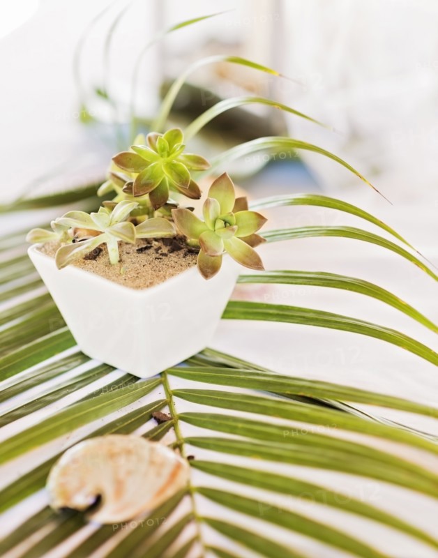 Potted plant and seashell on leaf