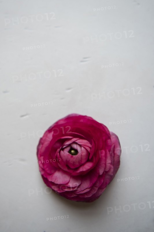 Red flower on table