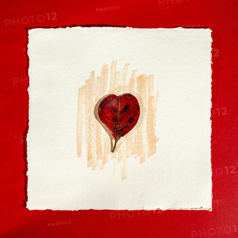 Red leaf in the shape of heart on watercolor paper