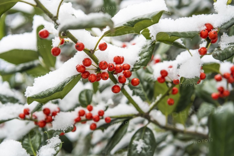 Close-up of red holly berries