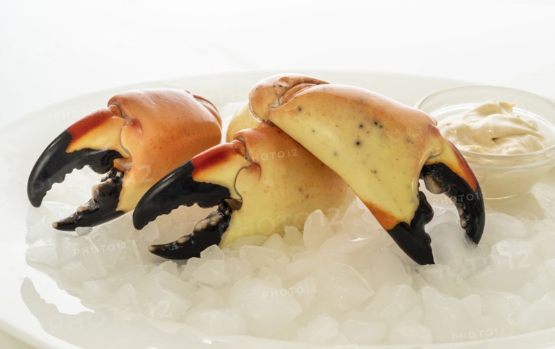 Three stone crab claws on ice with sauce