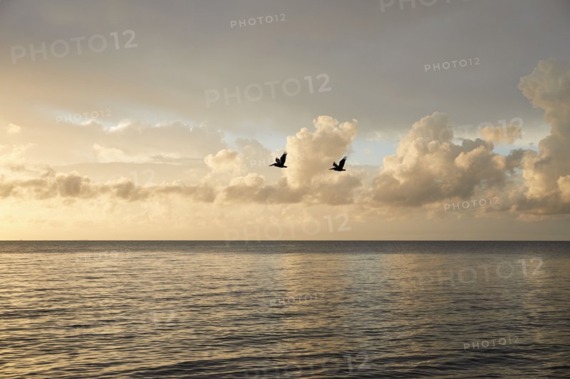 Clouds and birds over ocean at sunrise