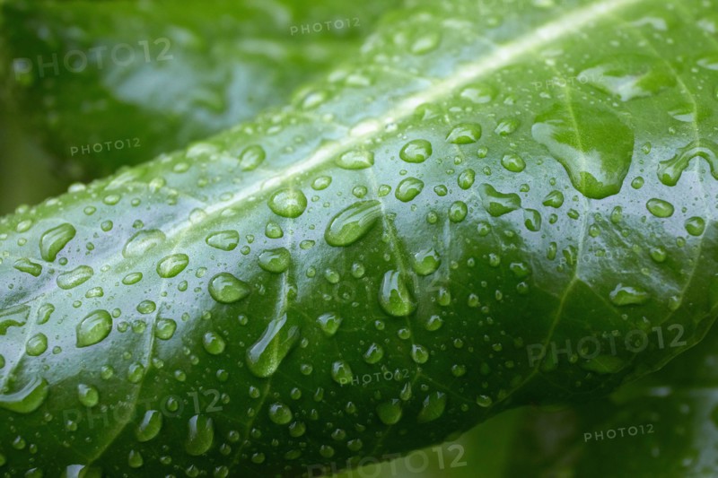 Close-up of green Tropical leaf with raindrops