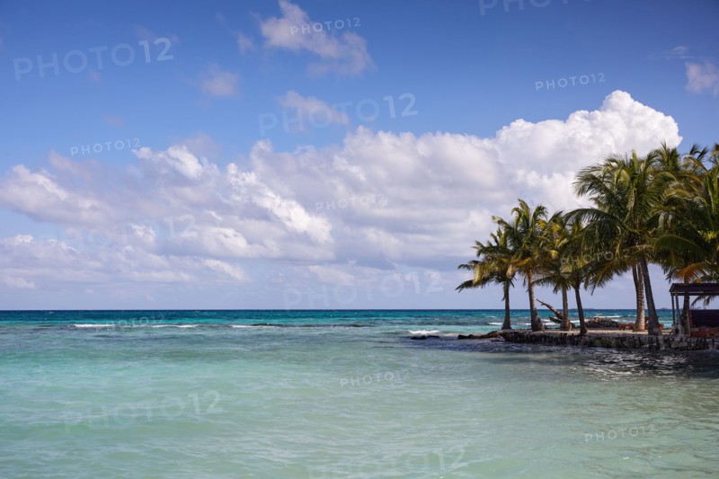 Ocean and palm trees
