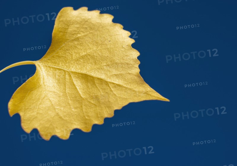 Autumn yellow birch tree against blue sky