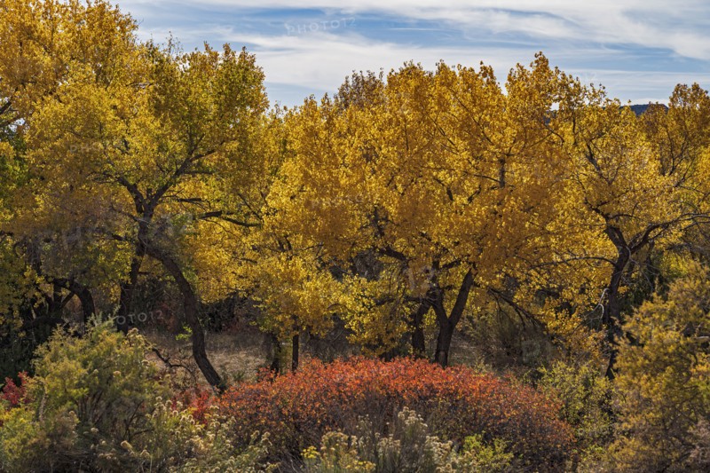 Trees and bushes in Autumn landscape