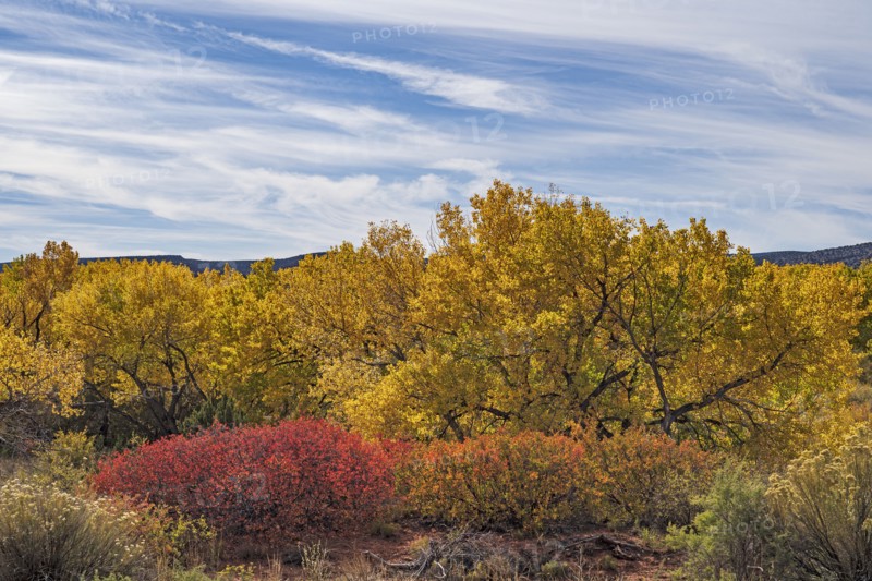 Trees and bushes in Autumn landscape