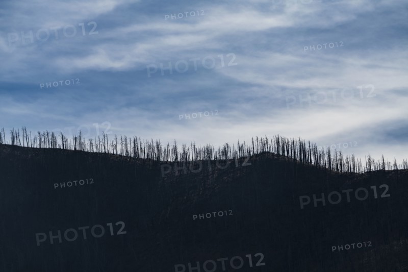 Gila National Forest