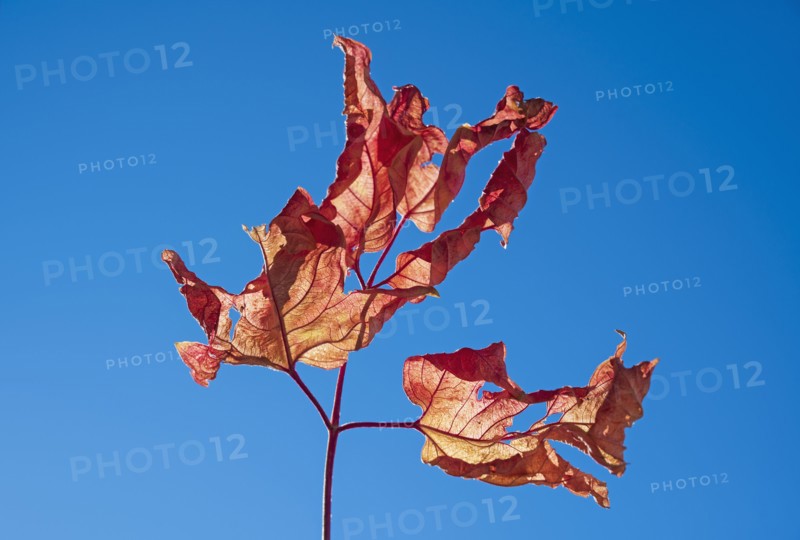 Dried Autumn leaves against blue sky