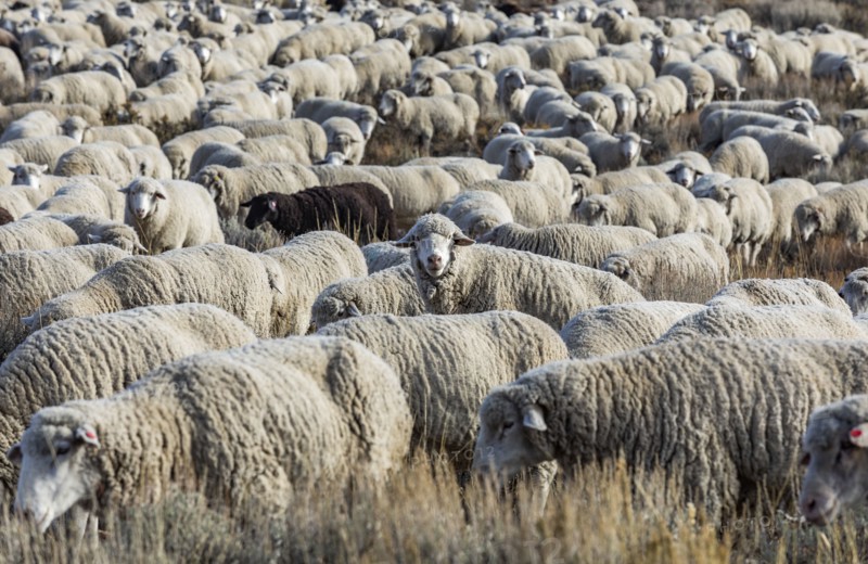 Flock of sheep in field