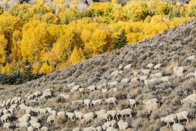 Flock of sheep on hillside
