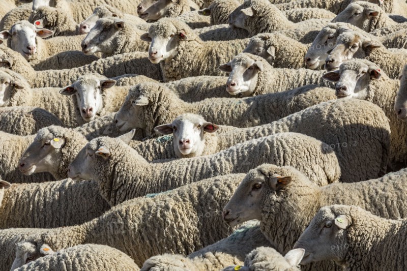 Flock of sheep in field