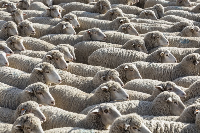 Flock of sheep in field