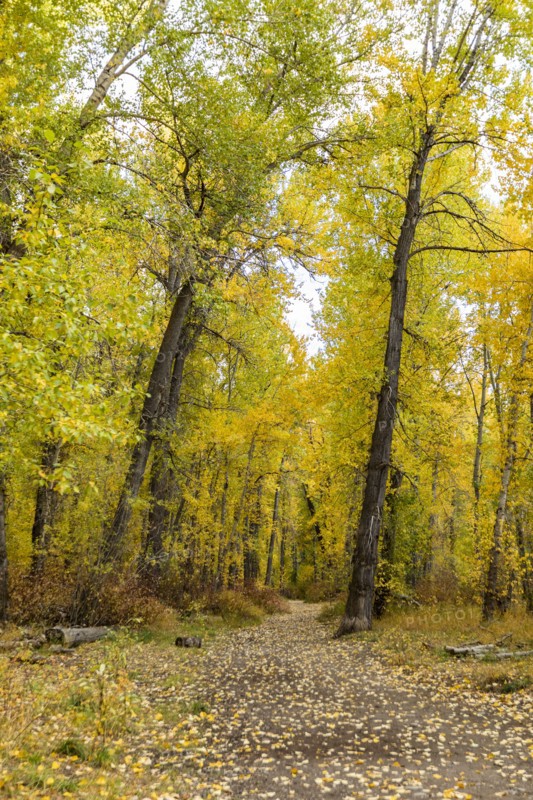 Footpath covered with fallen leaves in Autumn forest