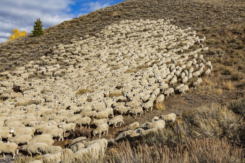 Flock of sheep in field