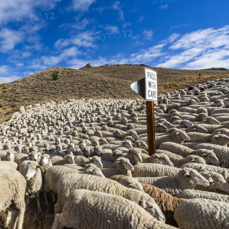 Flock of sheep in field