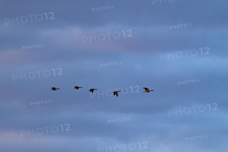 Silhouettes of Canada geese