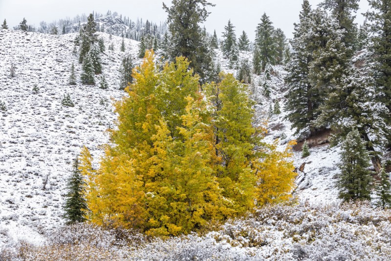 Autumn colored tree on hill covered with snow