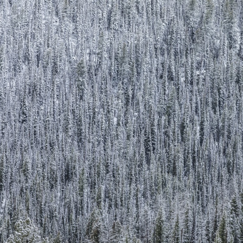High angle view of pine forest in Winter