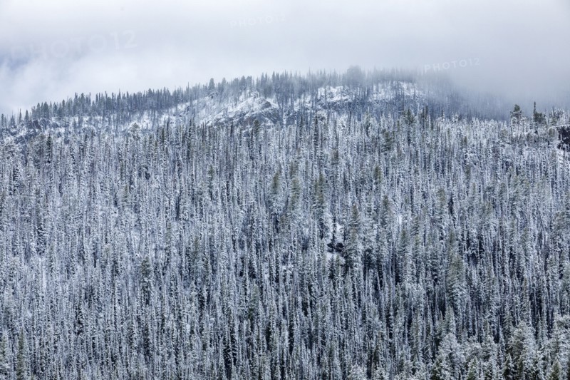 High angle view of pine forest in Winter