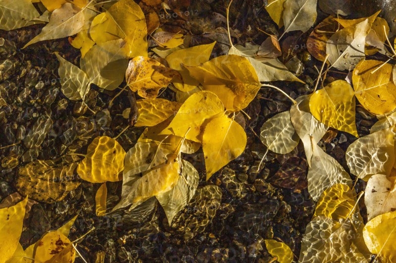 Overhead view of fall Aspen leaves in creek