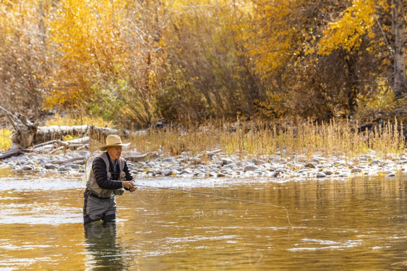 Senior man fly fishing in Big Wood River in Autumn