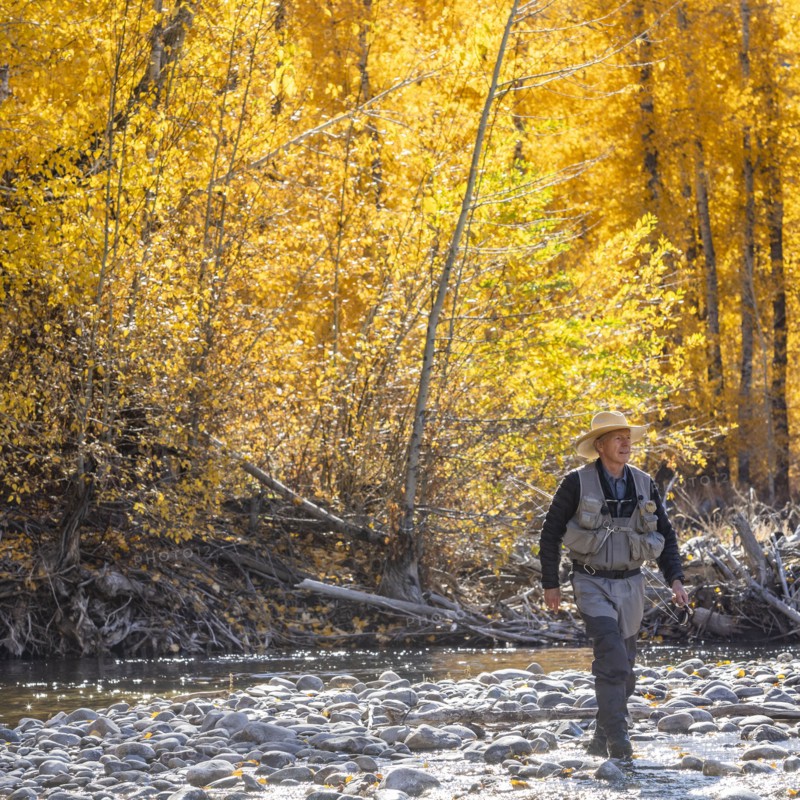 Senior fisherman wading in Big Wood River in Autumn