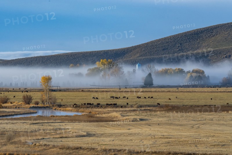 Cows grazing in field