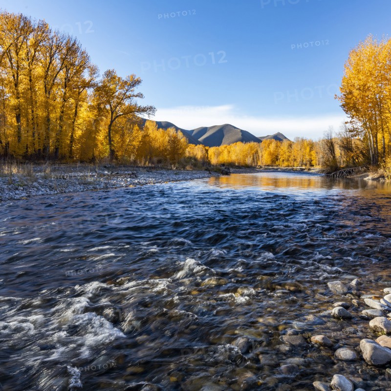 Big Wood River and yellow trees in Autumn