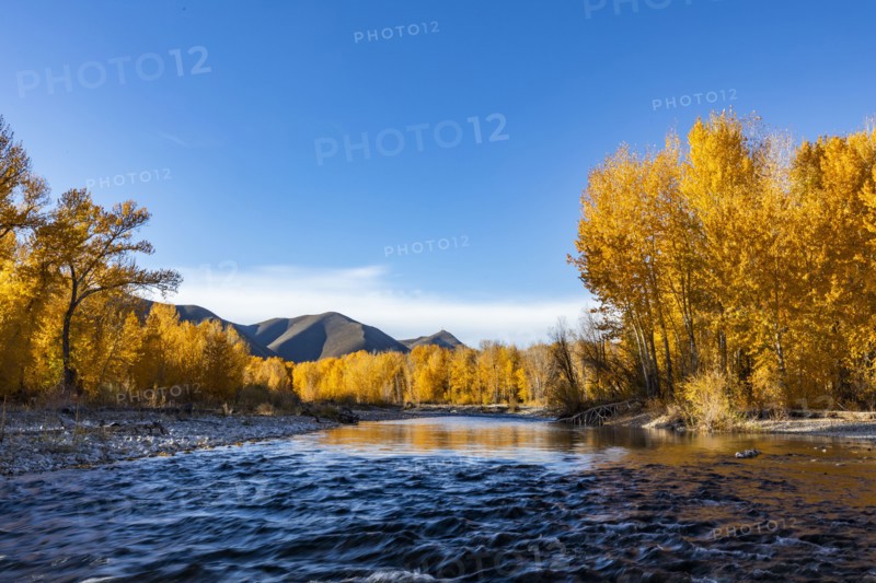 Big Wood River and yellow trees in Autumn