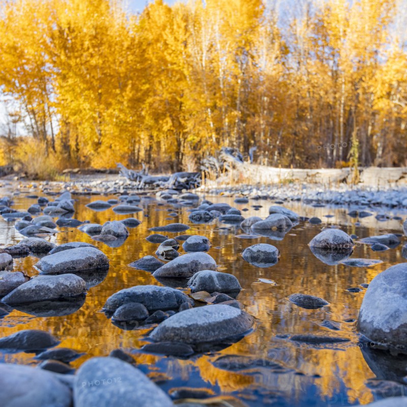 Wet rocks in Big Wood River and yellow trees in Autumn